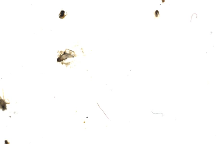 Image 46